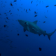 A bull shark doing its thing.